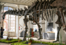 Giant dinosaur skeleton snapped up by anonymous collector for €6 million in record French dino auction