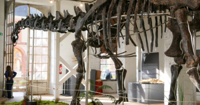 Giant dinosaur skeleton snapped up by anonymous collector for €6 million in record French dino auction