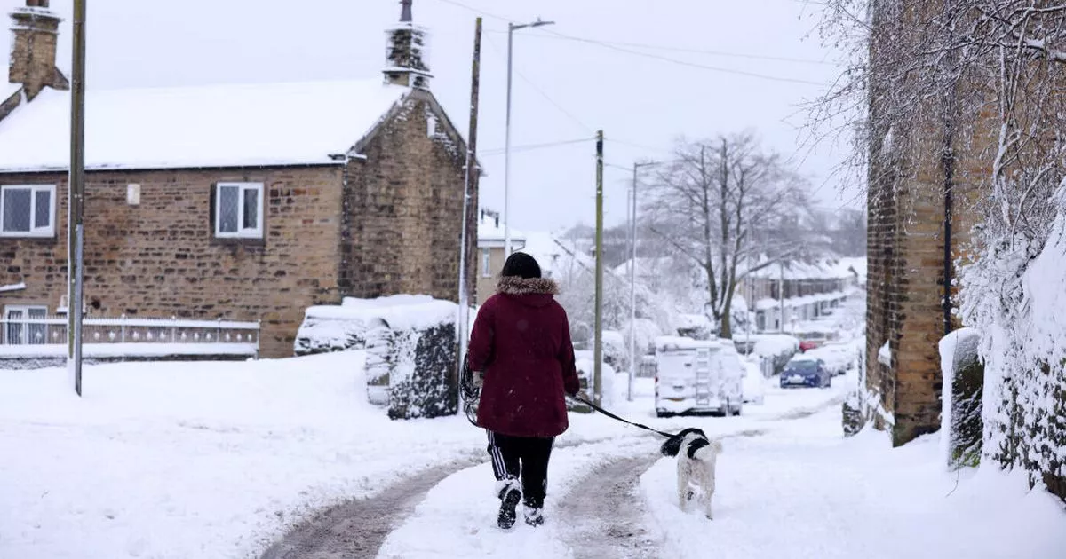 Man confesses real reason dogs are 'friendly' towards strangers on a walk – Daily Record