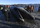 Carcass of endangered fin whale washes up near Alaska's largest city – WSB Radio