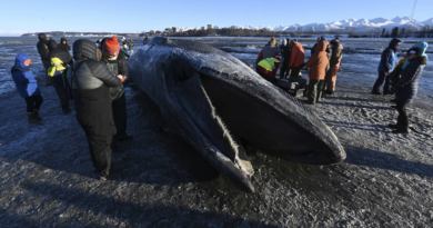 Carcass of endangered fin whale washes up near Alaska's largest city – WSB Radio