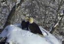 New eagle camera is going live in Minnesota to the delight of global viewers – WJXT News4JAX