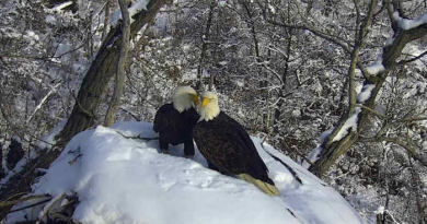 New eagle camera is going live in Minnesota to the delight of global viewers – WJXT News4JAX