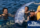 ‘Strange and mysterious’: rarely seen, 12ft-long oarfish found in waters off San Diego – The Guardian US