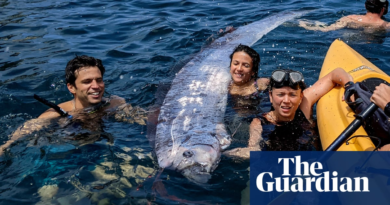 ‘Strange and mysterious’: rarely seen, 12ft-long oarfish found in waters off San Diego – The Guardian US