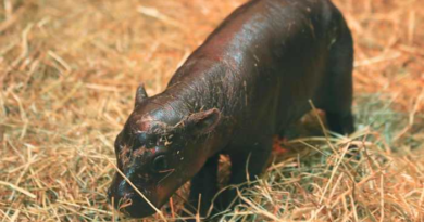 2 adorable pygmy hippos pitted against each other in cuteness contest – KPRC Click2Houston