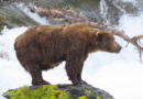 Online voting in Alaska's Fat Bear Week contest starts after an attack killed 1 contestant – KSAT San Antonio