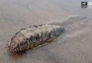 Hairy sea creature with 'nice fringe' freaks out Brits strolling along the beach – Daily Star