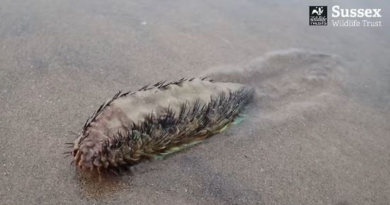 Hairy sea creature with 'nice fringe' freaks out Brits strolling along the beach – Daily Star