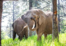 Can an elephant sue to leave a zoo? Colorado's top court must now decide – WKMG News 6 & ClickOrlando