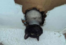 Cat wriggles through drainpipe – but with less-than-perfect results – Dunya News