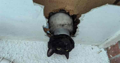 Cat wriggles through drainpipe – but with less-than-perfect results – Dunya News