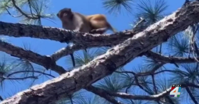 Monkey sighting at Orange Park apartment complex sparks curiosity, questions – WJXT News4JAX