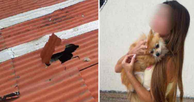 Dog falls from third floor but survives miraculously – Dunya News