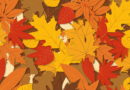 Autumnal brain teaser challenges you to find animals sneakily hidden among leaves – The Mirror