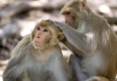 43 monkeys escape from a South Carolina medical lab. Police say there is ‘almost no danger’ – WKMG News 6 & ClickOrlando