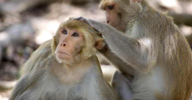 43 monkeys escape from a South Carolina medical lab. Police say there is ‘almost no danger’ – WKMG News 6 & ClickOrlando