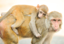 Monkeys escape medical research lab for the fourth time—over 40 are currently on the loose