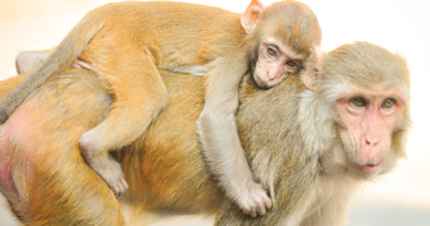 Monkeys escape medical research lab for the fourth time—over 40 are currently on the loose