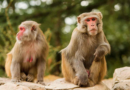 Locals warned to lock doors as 40 monkeys escape lab – Dunya News