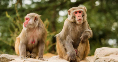 Locals warned to lock doors as 40 monkeys escape lab – Dunya News