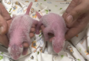 Panda twins are born in Hong Kong to Ying Ying, the world's oldest first-time mom – KPRC Click2Houston