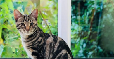 Scrawny kitten found in a bush is unrecognisable after being adopted – The Mirror