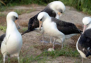 World's oldest-known wild bird lays an egg in Hawaii at age 74 – WJXT News4JAX