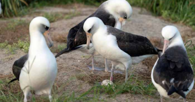 World's oldest-known wild bird lays an egg in Hawaii at age 74 – WJXT News4JAX