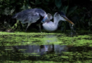 Heron takes flight after plastic cup removed from throat – Dunya News