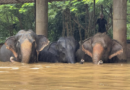 Flooding from seasonal rains threatens residents in northern Thailand, including elephants – KSAT San Antonio