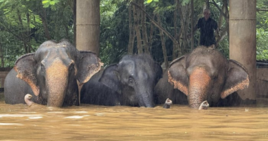 Flooding from seasonal rains threatens residents in northern Thailand, including elephants – WJXT News4JAX