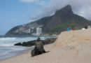 Not quite the 'Girl from Ipanema', a fur seal's rare appearance on Rio's famous beach turns heads – WJXT News4JAX