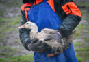 A person in Louisiana is hospitalized with the first severe case of bird flu in the U.S. They’re in critical condition with severe respiratory symptoms