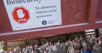 California declares a state of emergency as a new severe bird flu case was discovered. What it means for the rest of the country