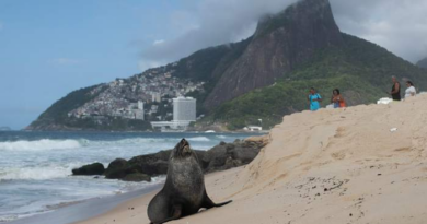 Not quite the 'Girl from Ipanema', a fur seal's rare appearance on Rio's famous beach turns heads – WPLG Local 10