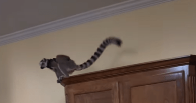 Weird news: Lemur walks into woman’s house in Shreveport – AOL