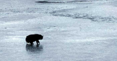 A 20-year-old blind cat is rescued from an icy Massachusetts pond after some quick thinking – KPRC Click2Houston