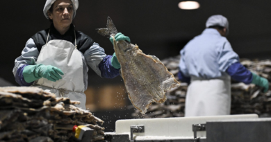 Forget turkey, supermarkets in Portugal overflow with salted cod as holiday season approaches