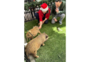 Baby pigs get Christmas pardon from Florida mayor in a Cuban twist on White House turkey tradition – WKMG News 6 & ClickOrlando