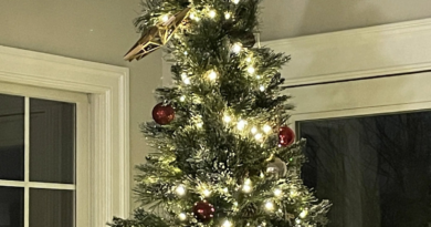 Owl Strikes Perfect Pose On Christmas Tree After Flying Down Chimney – HuffPost