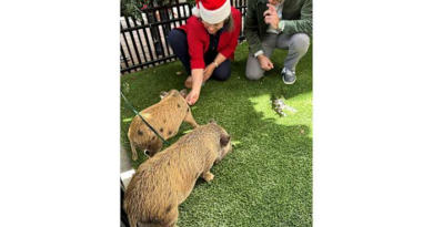 Baby pigs get Christmas pardon from Florida mayor in a Cuban twist on White House turkey tradition – KPRC Click2Houston