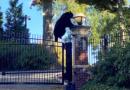 Witnesses can bear-ly believe the surprise visitor at Connecticut governor's estate – KSAT San Antonio