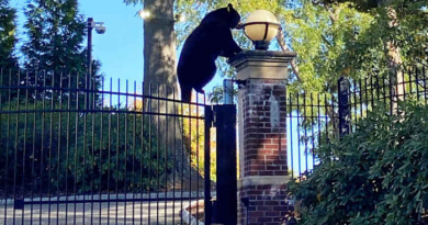 Witnesses can bear-ly believe the surprise visitor at Connecticut governor's estate – KSAT San Antonio