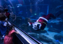 Santa Claus joins sharks for a holiday swim at a Rio de Janeiro aquarium – KPRC Click2Houston