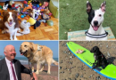 Which are the best dogs in 2024 – Dunya News