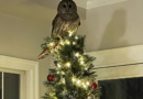 Owl Flies Down Chimney, Tops Christmas Tree [Weird News & Oddities] – Patch