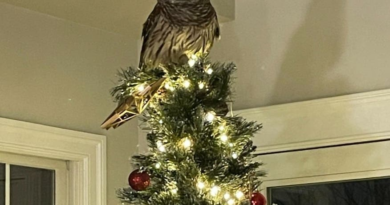 Owl Flies Down Chimney, Tops Christmas Tree [Weird News & Oddities] – Patch