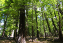 Only people with 'sniper-like vision' can spot deer in forest within 30 seconds – The Mirror US