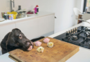 'I refuse to eat anything cooked in a kitchen with a dog – it's disgusting' – The Mirror